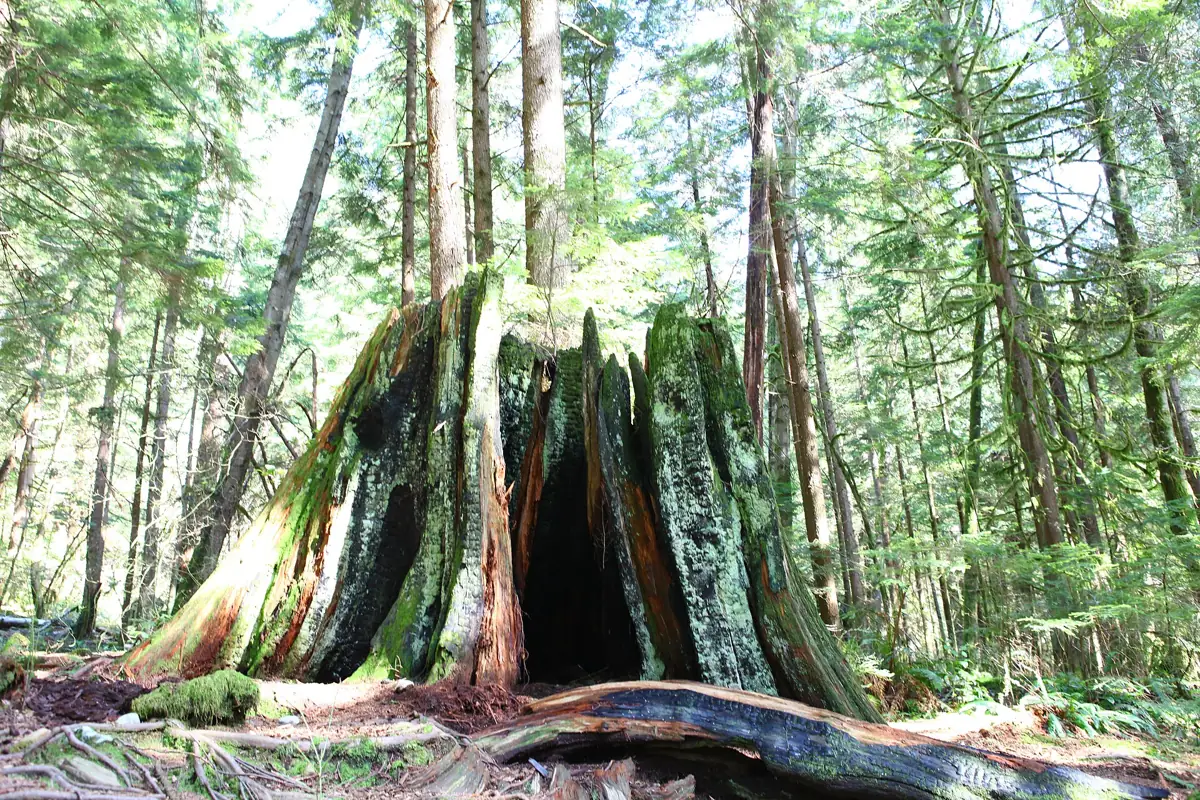 Forest in Lynn Headwaters Regional Park, North Vancouver